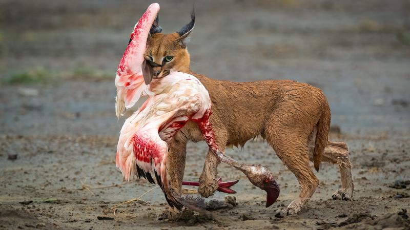 Lenyűgöző szépségük révén az év legkiemelkedőbb természetfotói valóban ámulatba ejtenek minket.