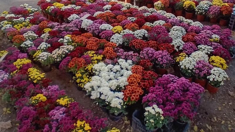 A fehér krizantém, a temetők elegáns uralkodója, Mindenszentek idején ragyogóan vonzza a tekinteteket. Ez a gyönyörű virág nem csupán a gyász szimbóluma, hanem a tisztelet és az emlékezés kifejeződése is. Fedezd fel galériánkban a fehér krizantémok kápráz