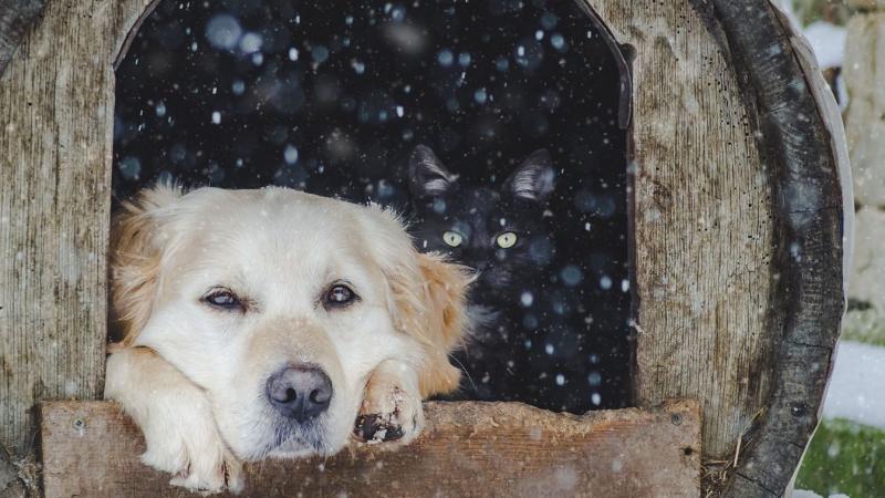 A szakértők hangsúlyozzák: életveszélyes lehet a kutyád számára, ha ezt nem intézed el a tél beállta előtt!