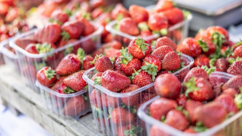 Szeretnél szamócát vásárolni mostanában? Érdemes tudnod, hogy mi mindent tárt fel a legfrissebb kutatás ezzel a finom gyümölccsel kapcsolatban - Agrárszektor.