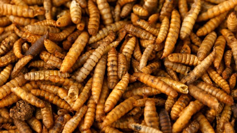 A rovarfehérje iránti érdeklődés egyre intenzívebbé válik: megkezdődnek a lárvagyártás nagyüzemi folyamatai - Agro Napló