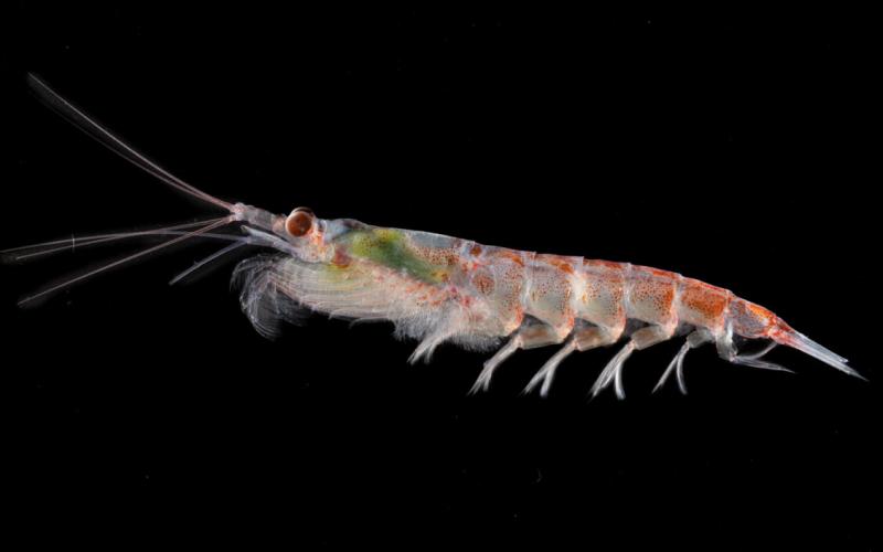 A krill válogatós csemege, nem tűri meg a mikroműanyagot az étrendjében | National Geographic