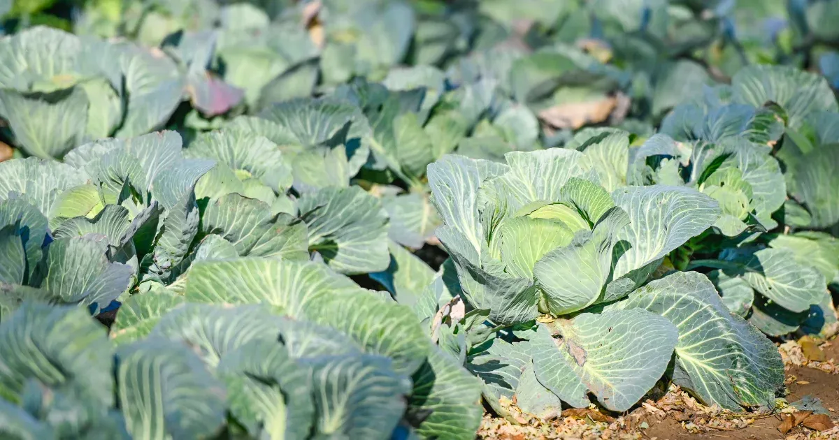 A bolt hangulata olyan, mint egy brojler csirke, viszont még mindig él és virágzik az édes hajdúsági káposzta gazdag hagyománya.