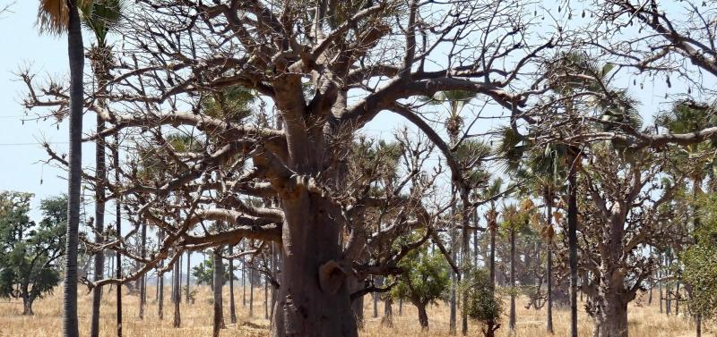 Új kártevő jelent meg: ezernyi értékes fa áll a pusztulás szélén!